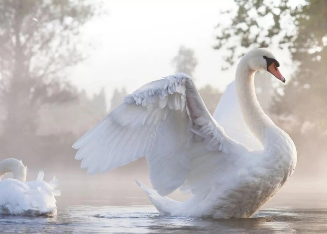 Фото лебедей на рабочий стол