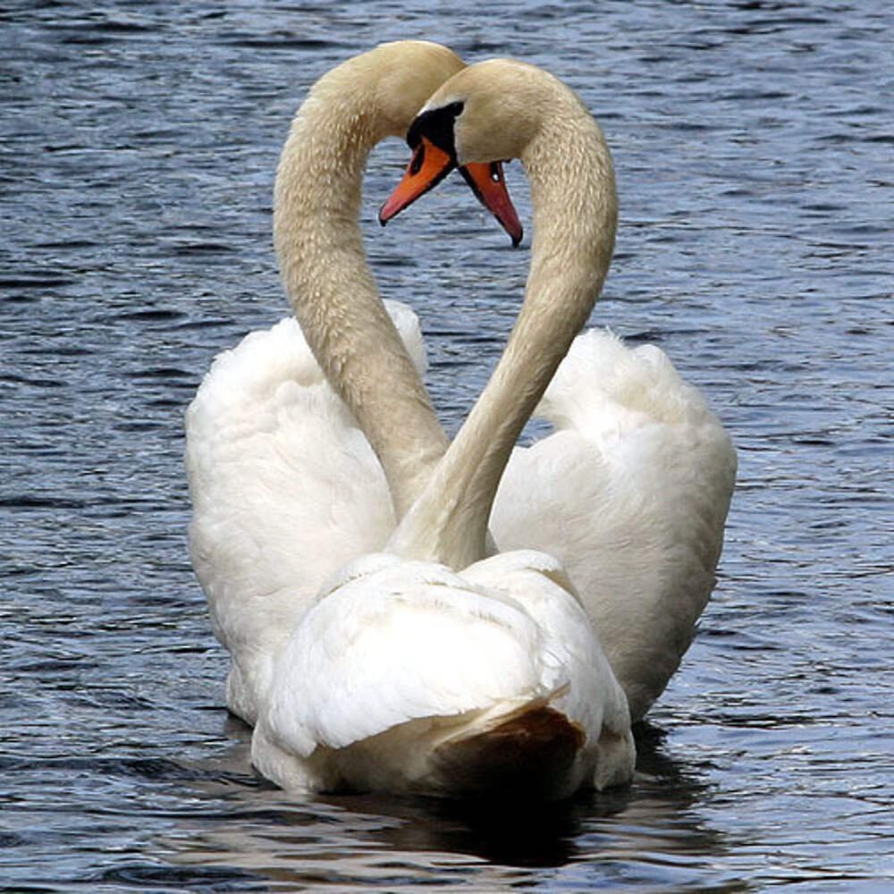 Лебеди с переплетенными шеями
