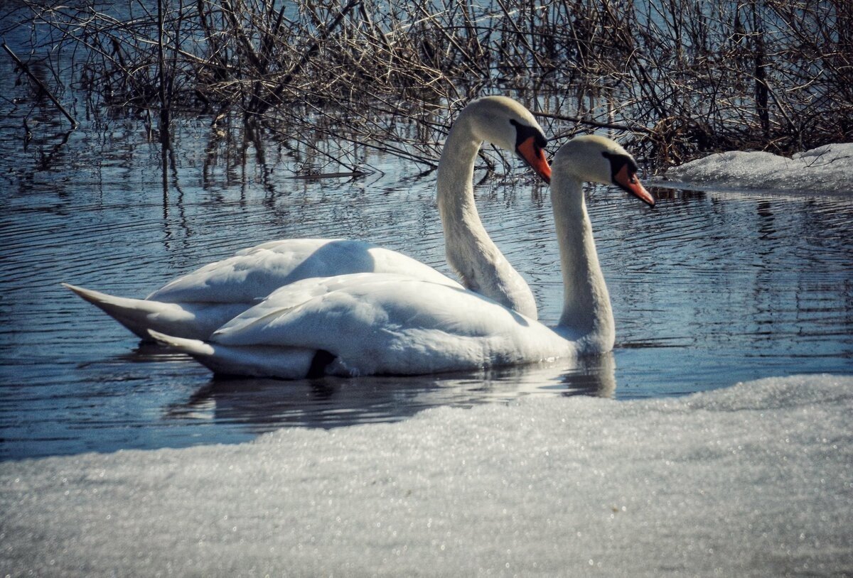 Лебеди кувшинки