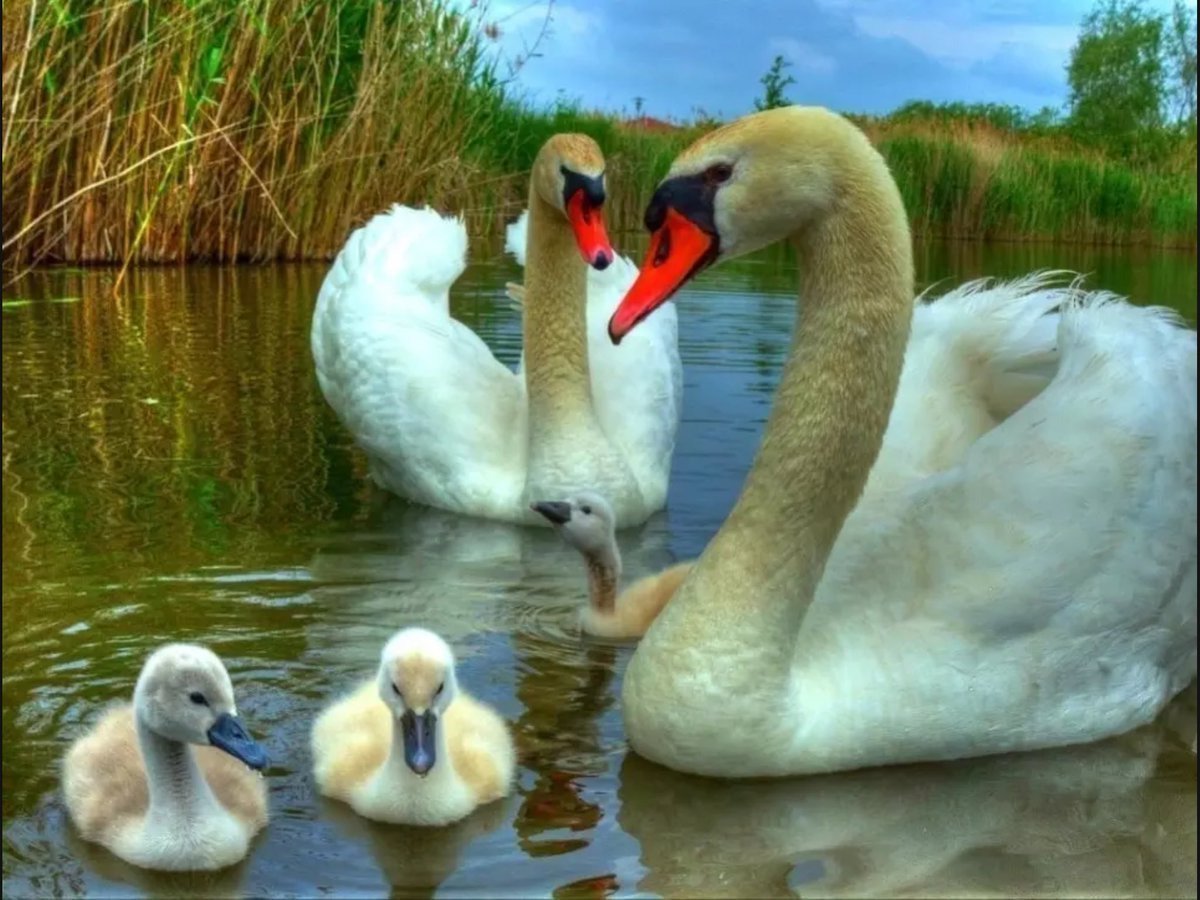 Голубой Фламинго