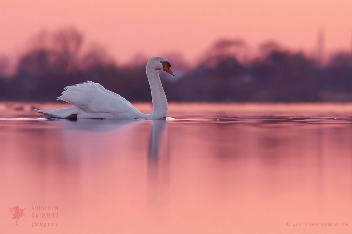 Розовый лебедь игрушка