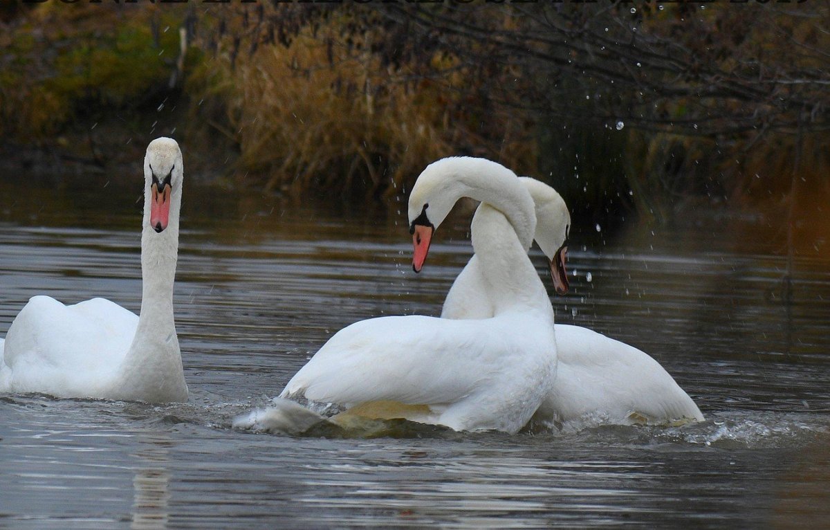 Лианозовский парк лебеди