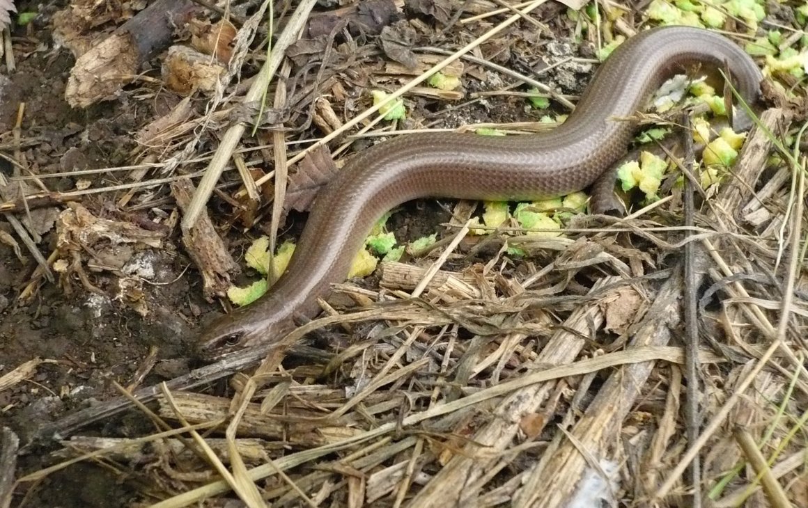 Веретеница ломкая ящерица