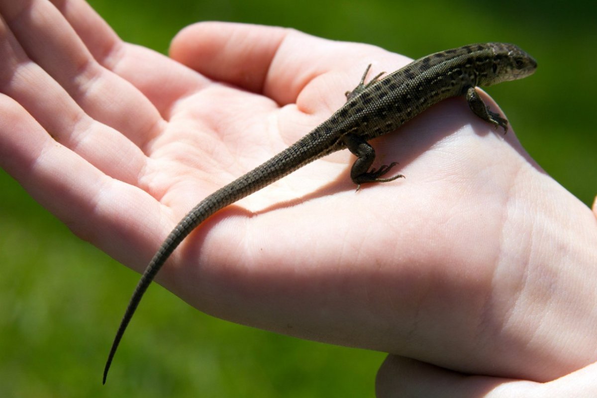 Прыткая ящерица меланист