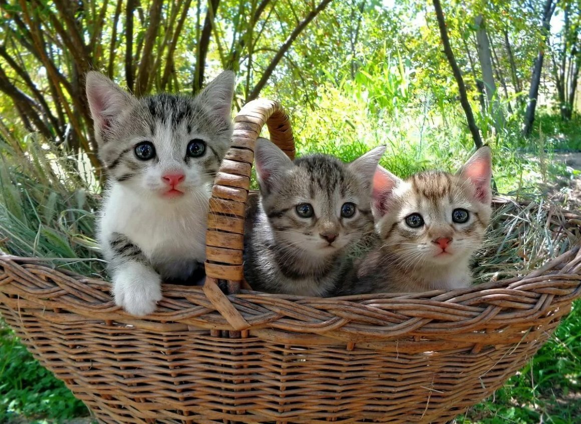 Кошка в лукошке