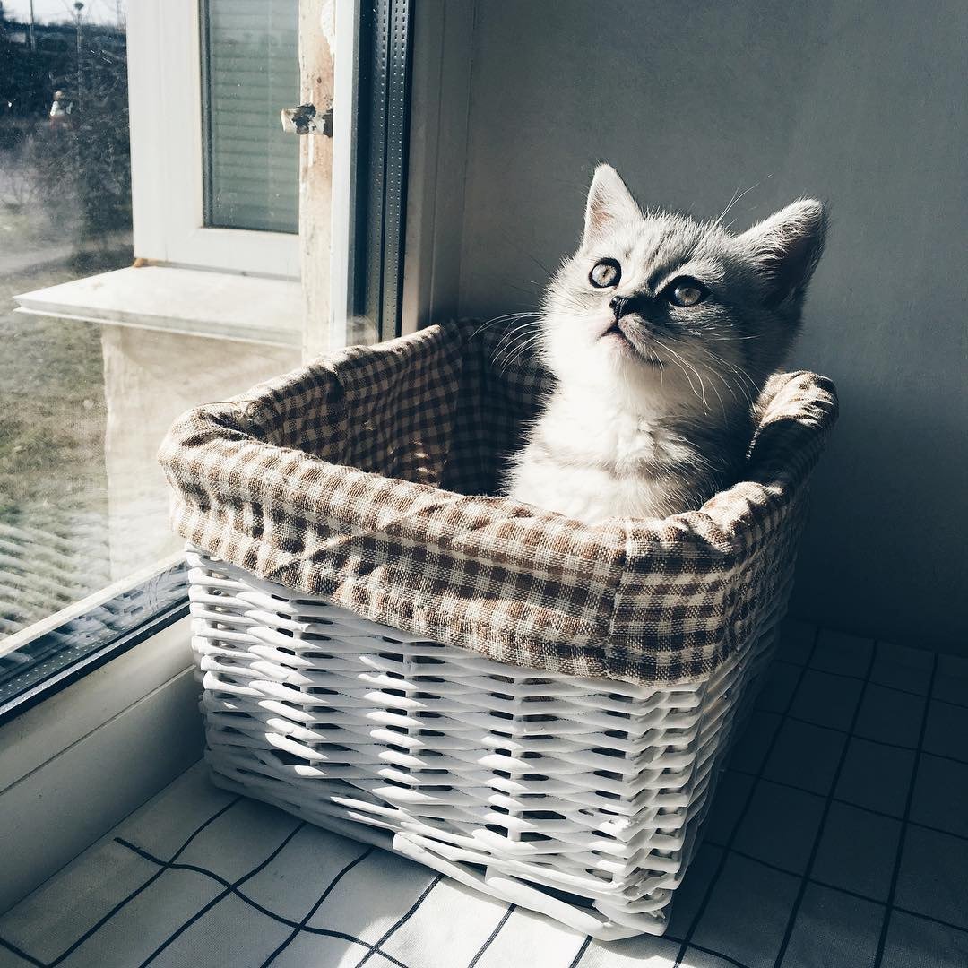 Кошка в корзинке с цветами