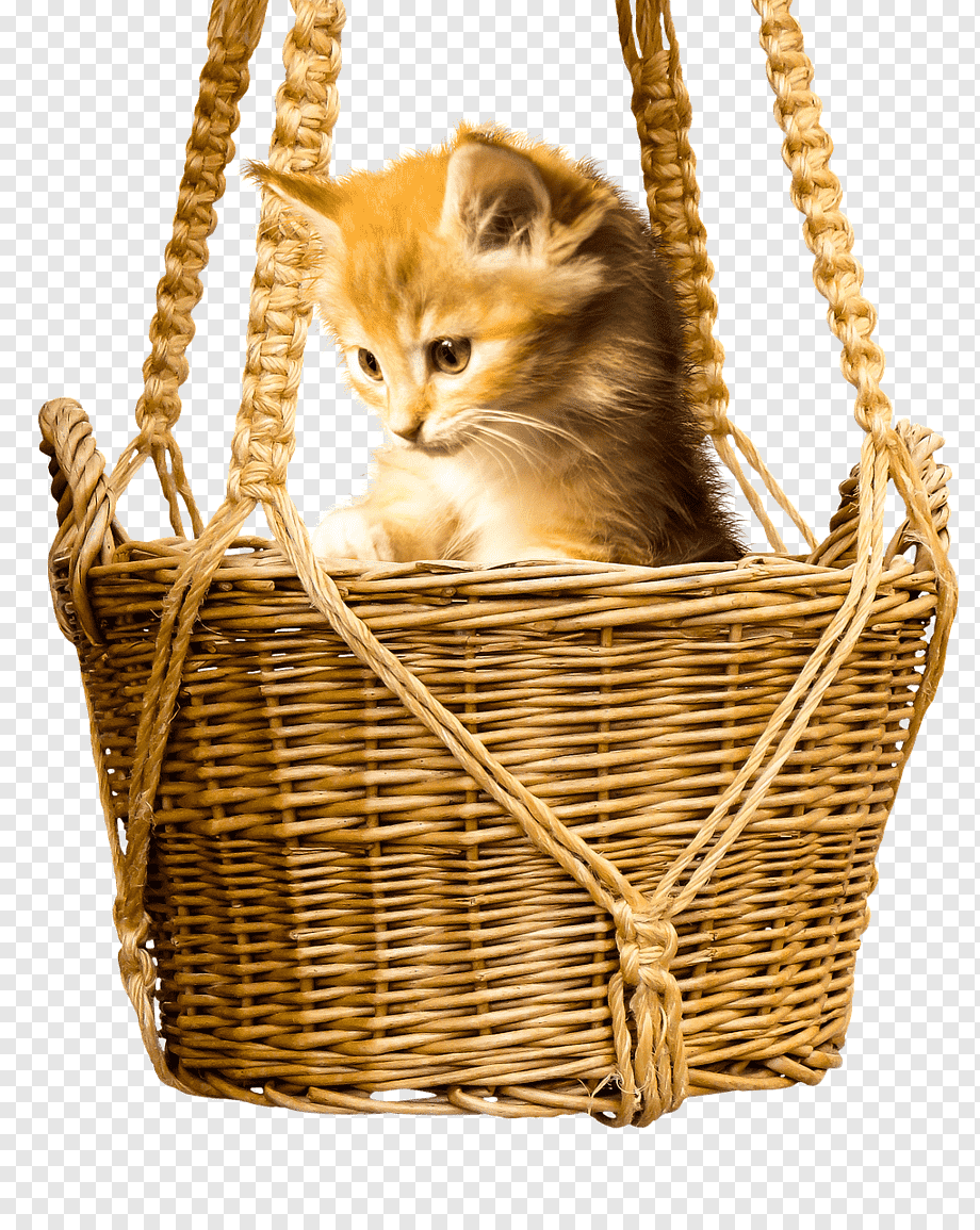 Спящий котёнок в корзине