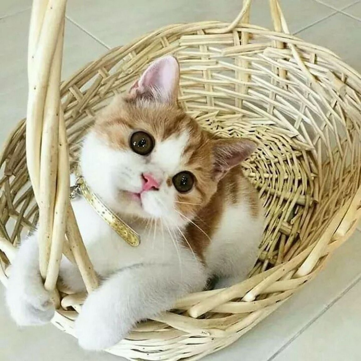 Корзинка для кошки