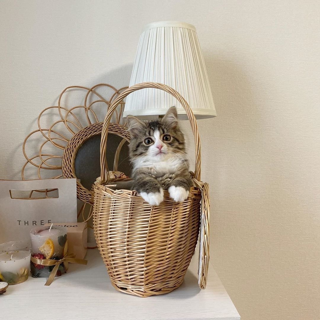Кошка в корзинке вариант жилья