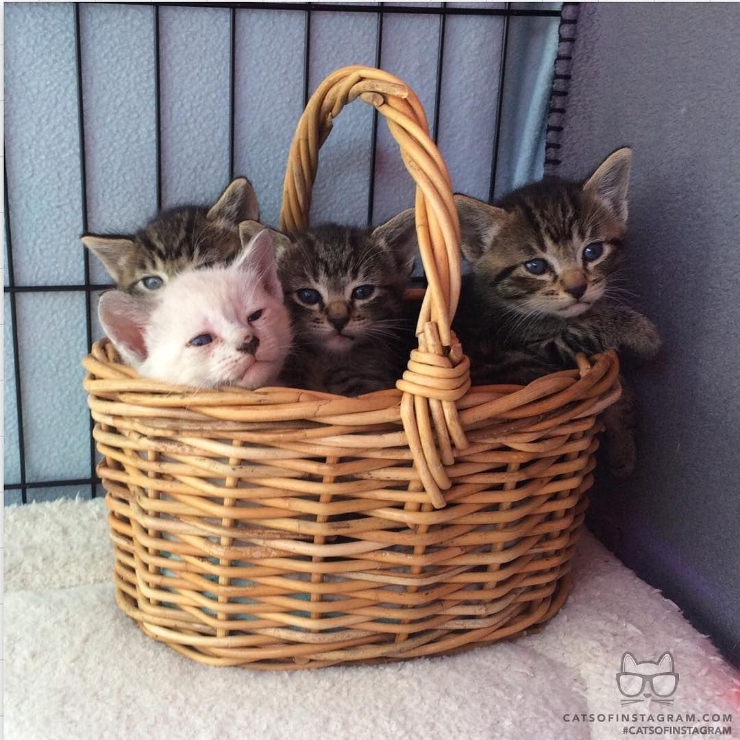 Пазлы котенок в корзине с клубками