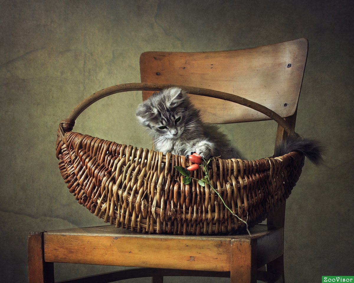 Пять котят в корзинке