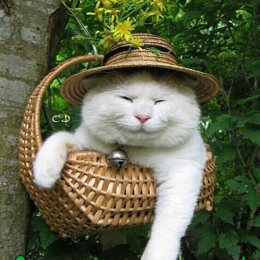 Коты в тележке