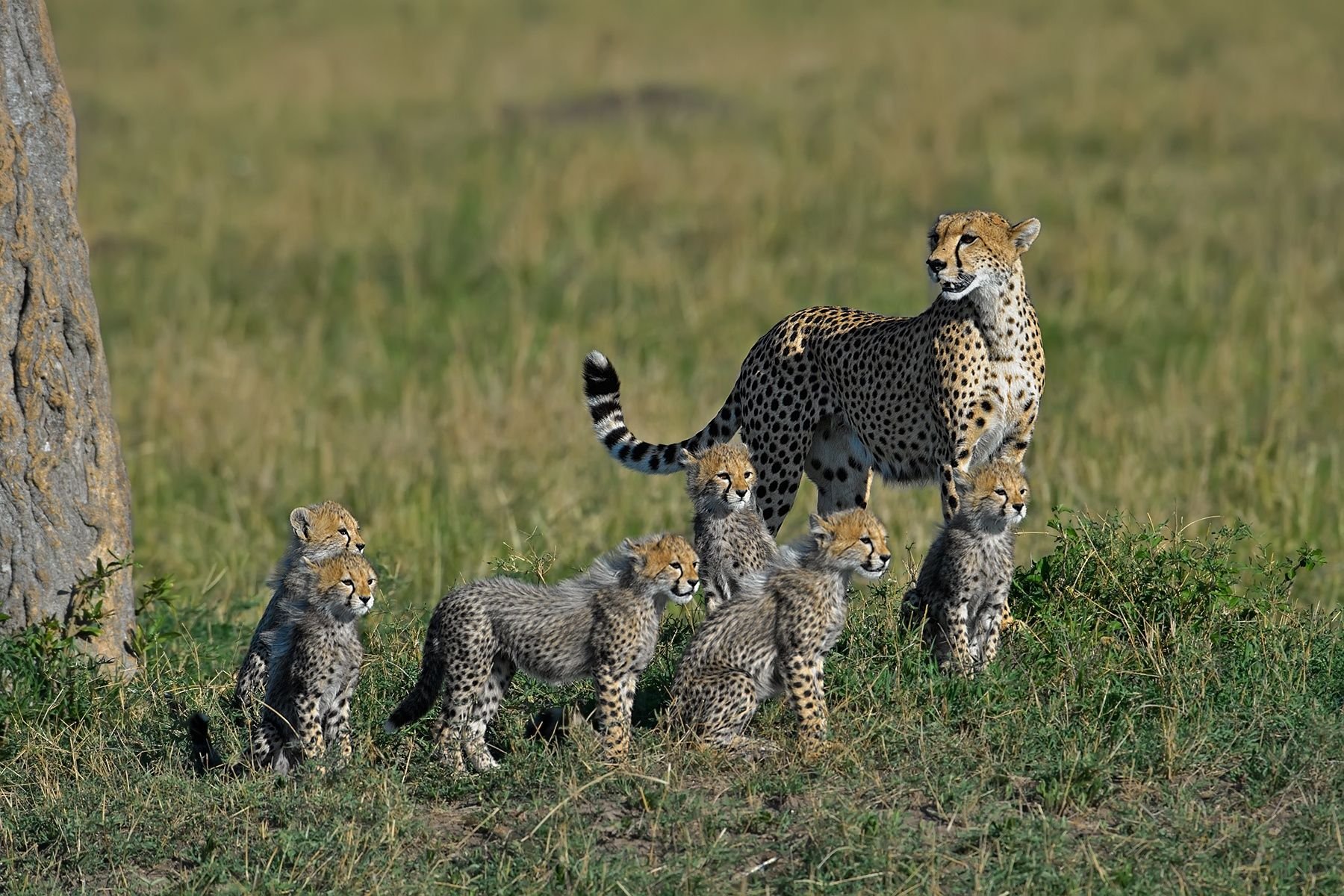 Кого сильнее рысь. Тигр леопард гепард. Рысь леопард гепард. Пума гепард леопард. Детеныш гепарда.