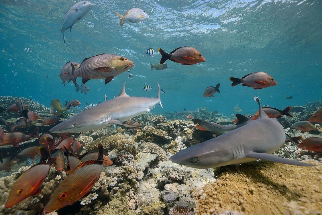 Карагулак рыба Средиземного моря