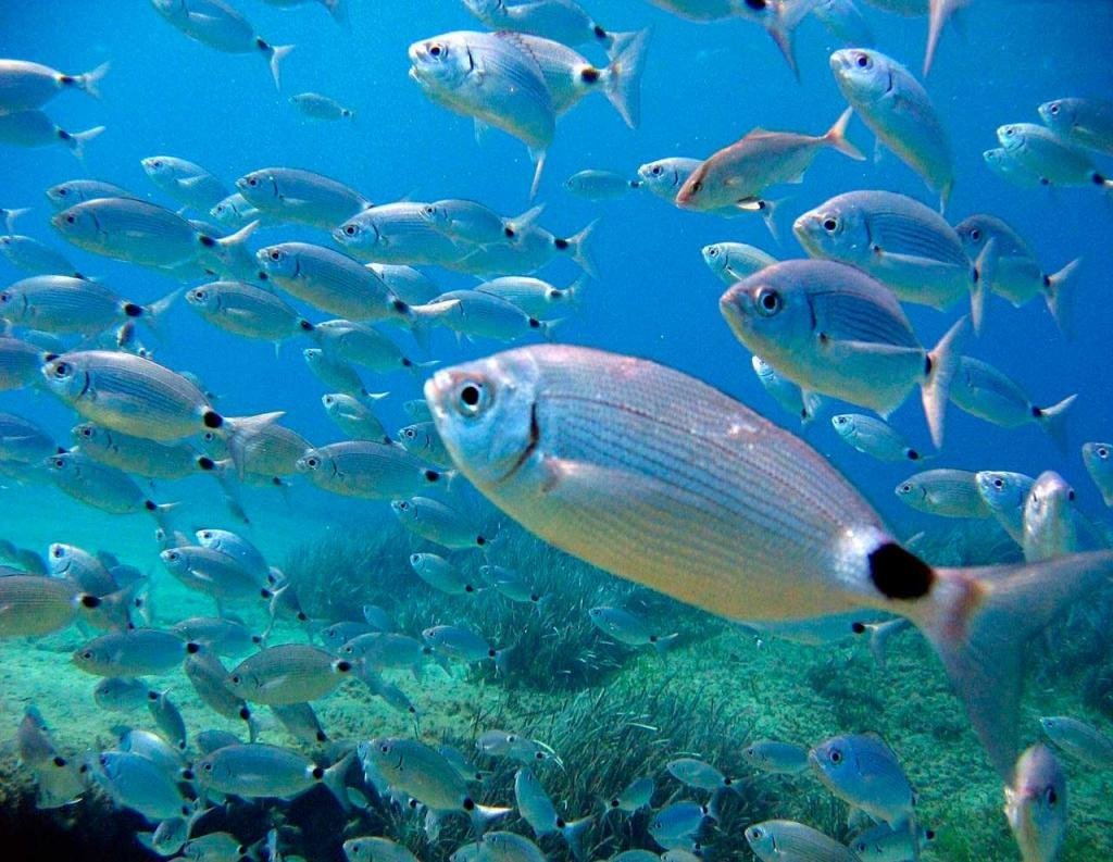 Мальгашская акула