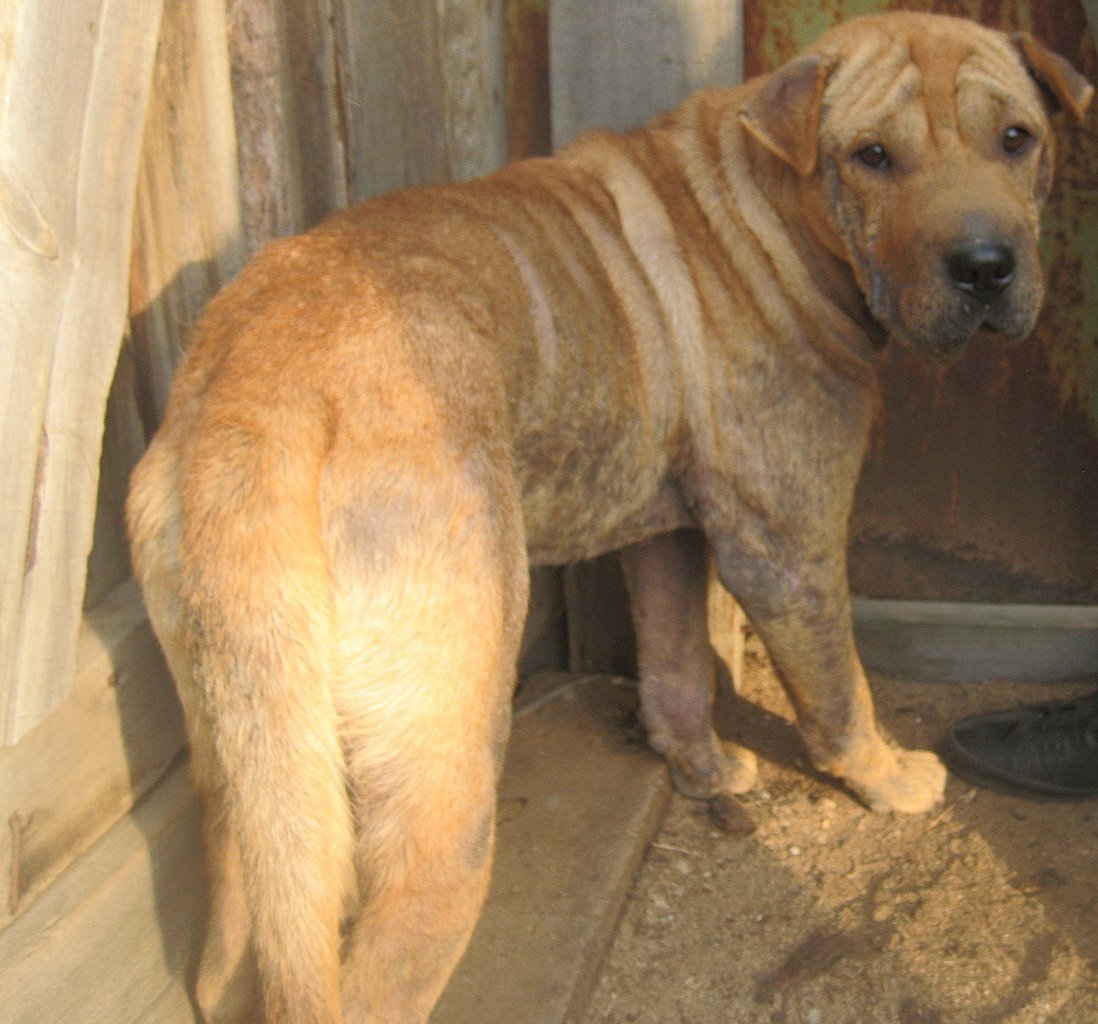 Метис шарпея и лабрадора