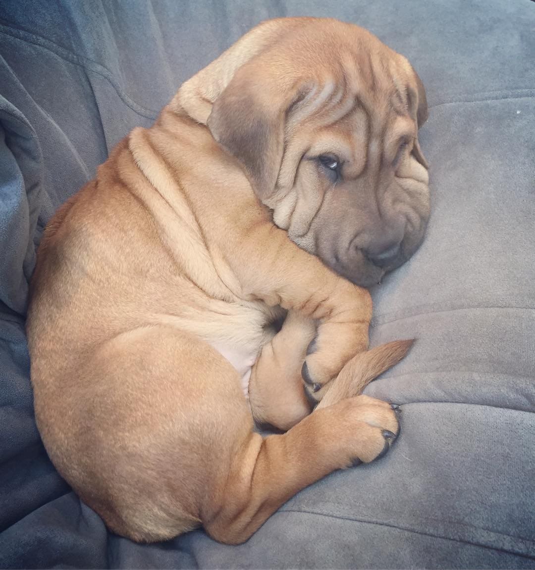 Шарпей метис коричневый