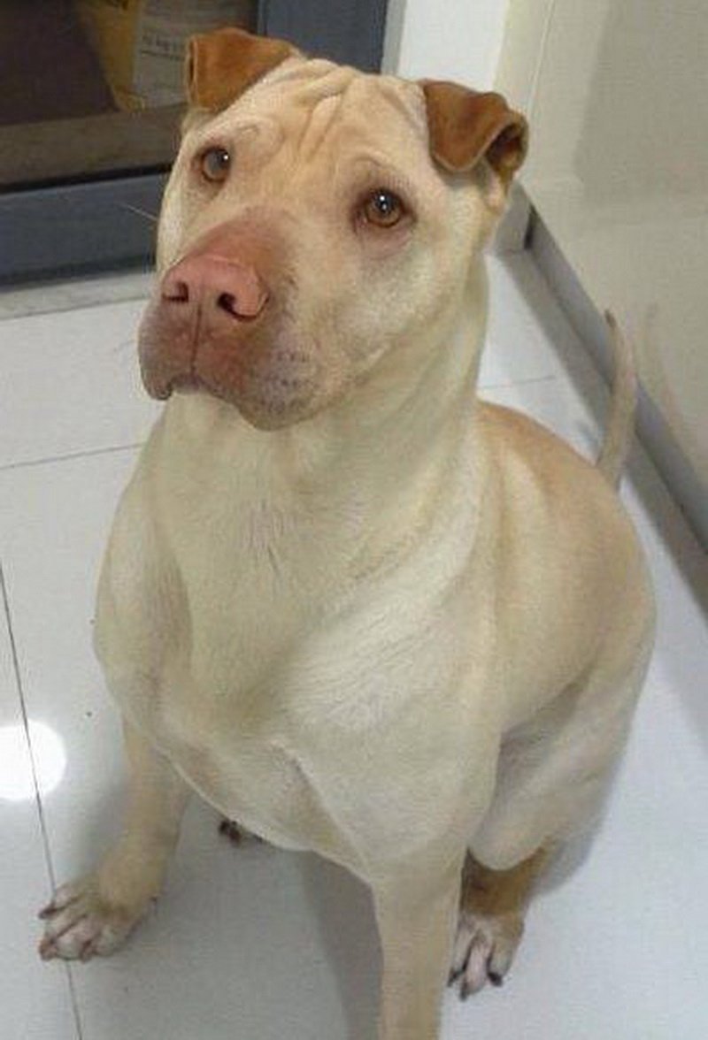 Чау чау и шарпей