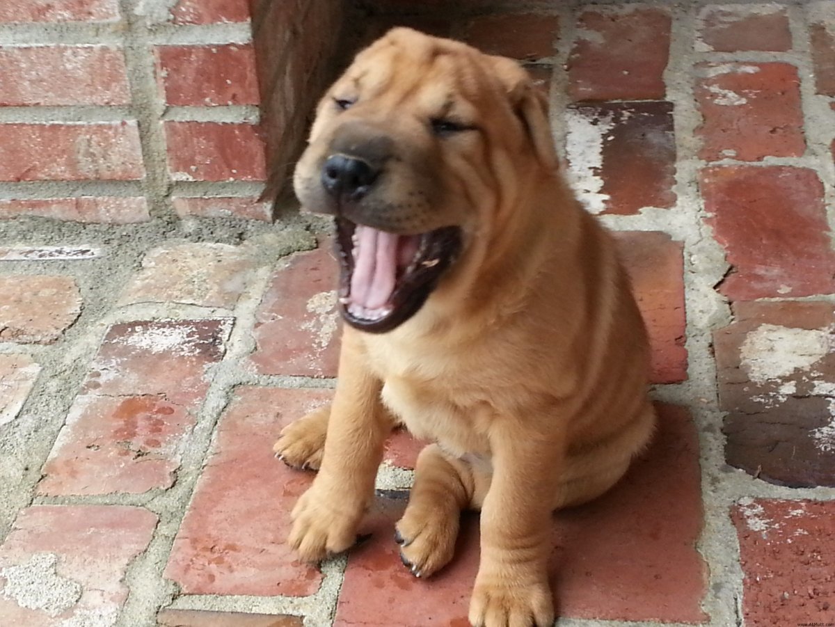 Метис шарпея