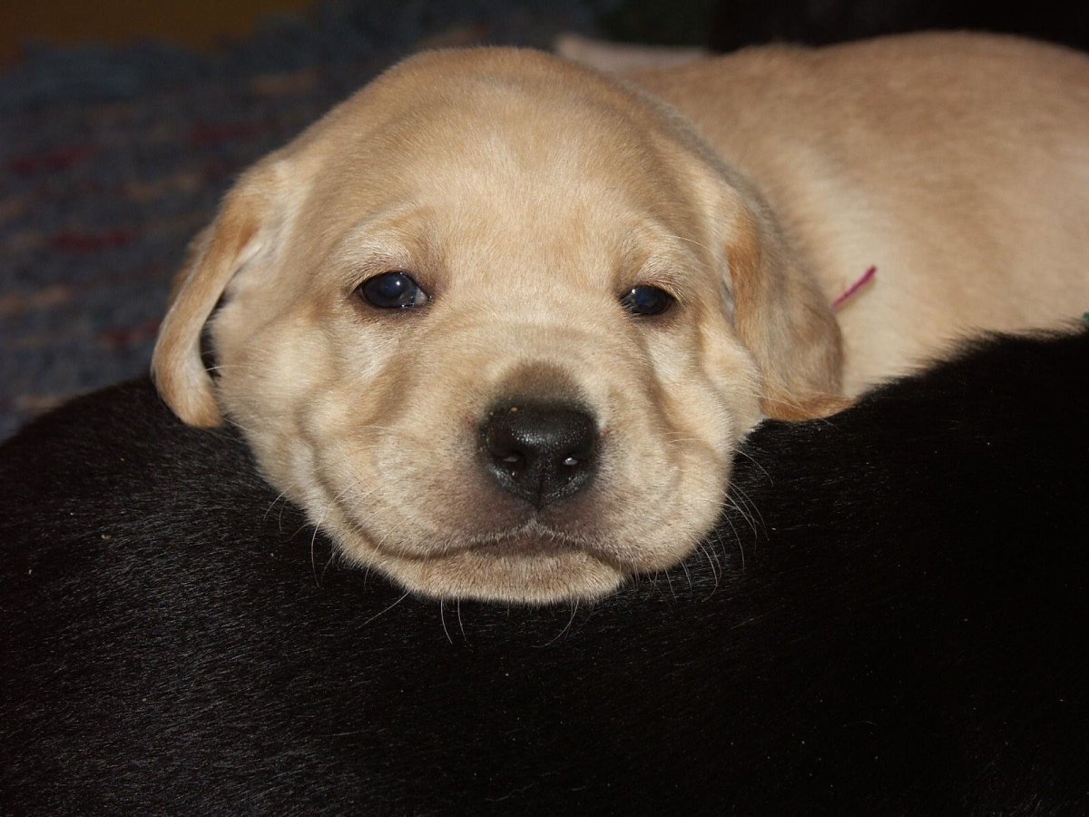 Шарпей боксер