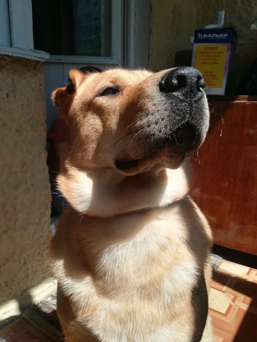 Шарпей метис черный