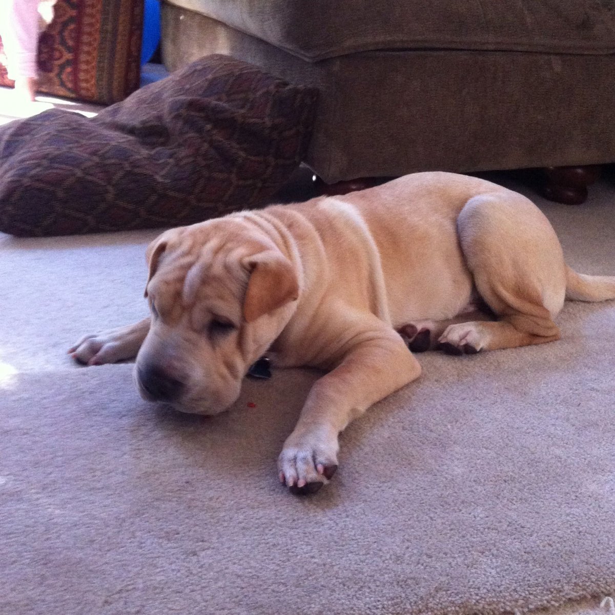 Питбуль и шарпей помесь