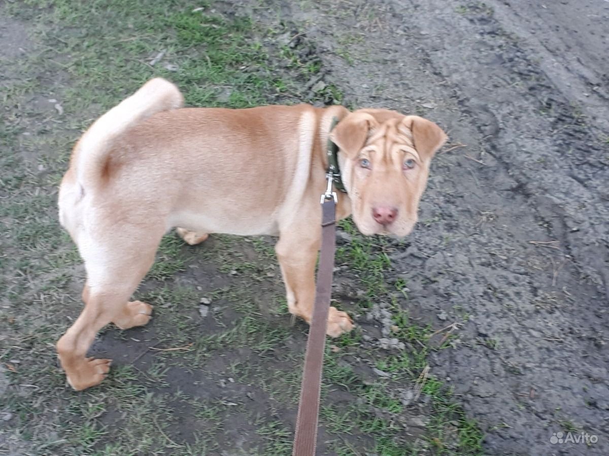 Метис Бассет и шарпей