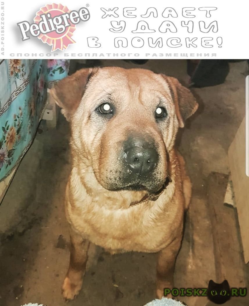 Метис алабая и шарпея