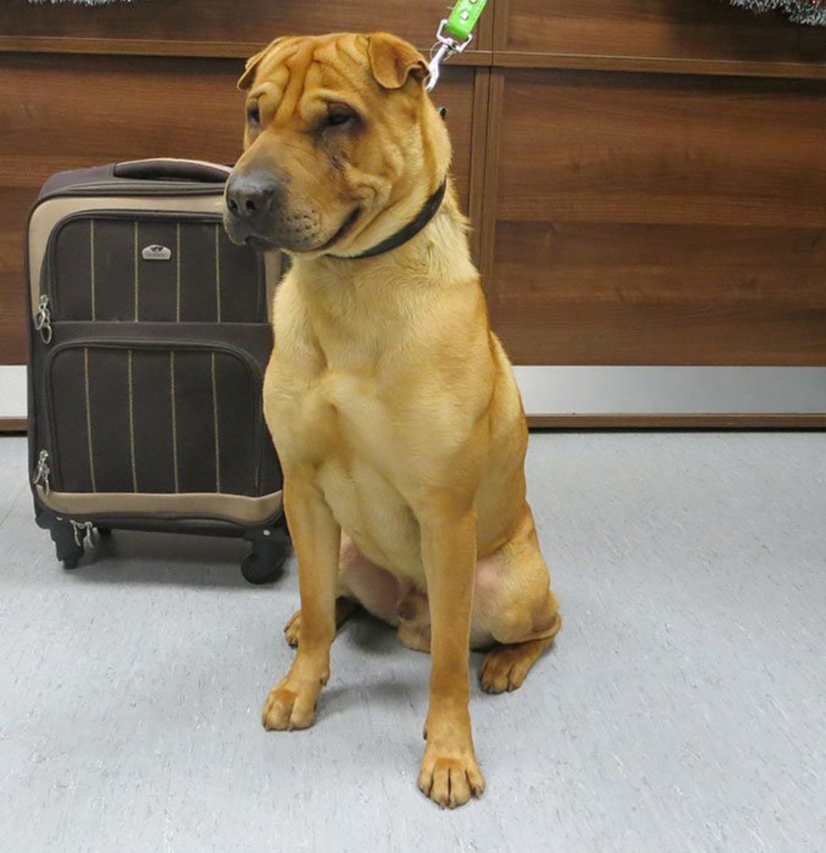 Метис шарпея