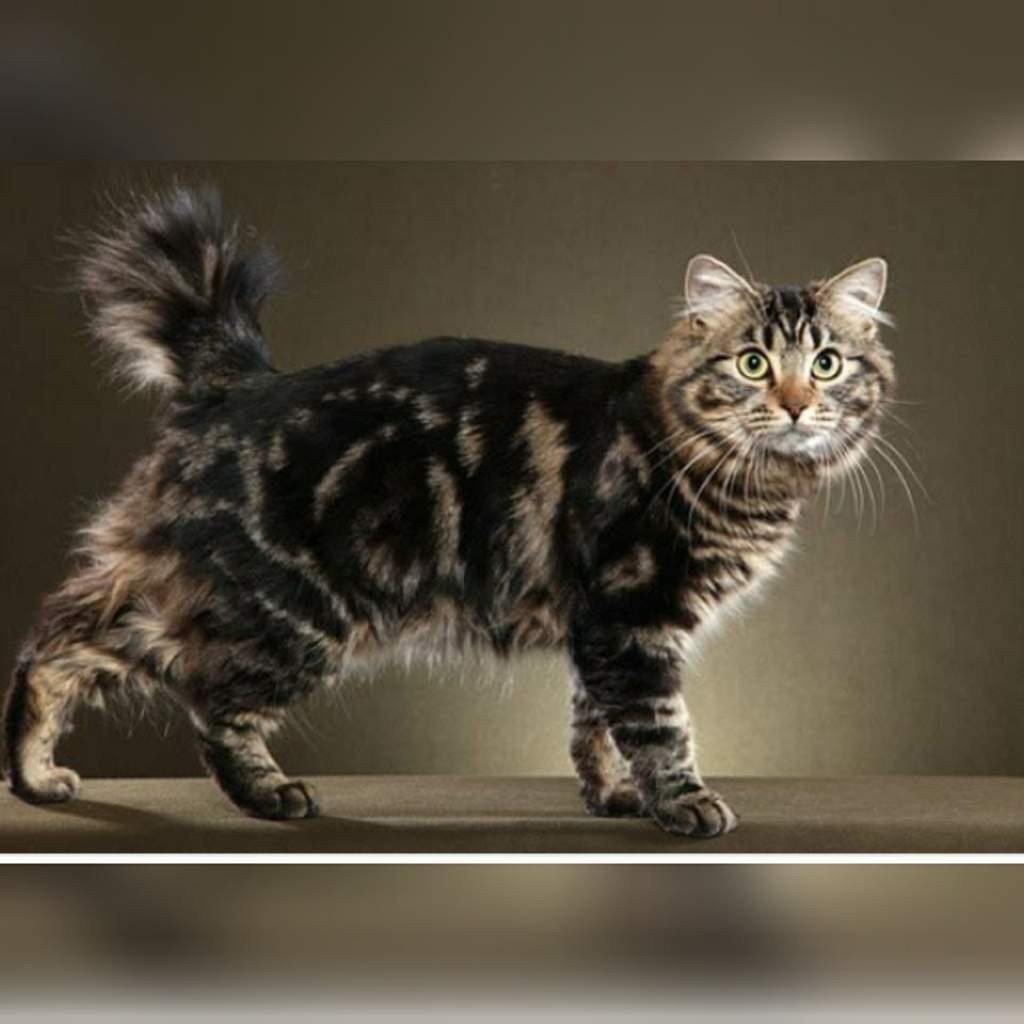 Кот Курильский бобтейл
