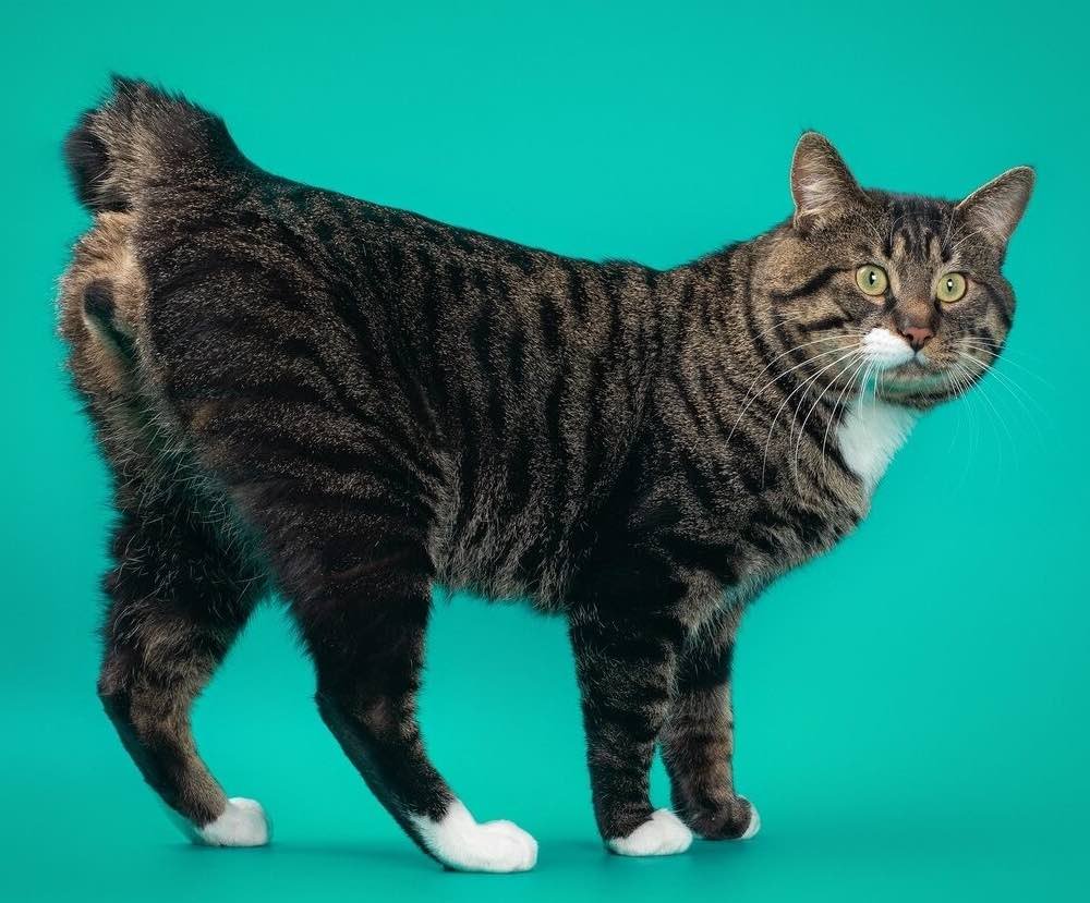 Американский бобтейл короткошёрстный