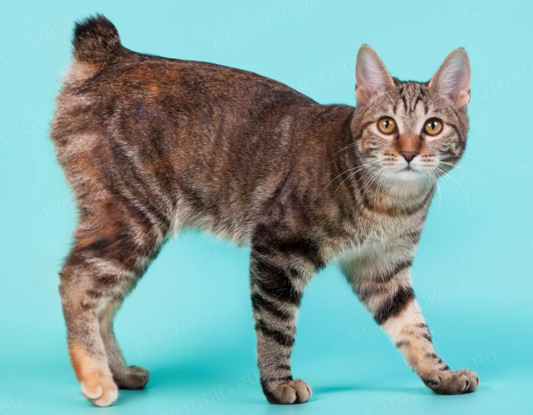 Порода кошек с обрезанным хвостом