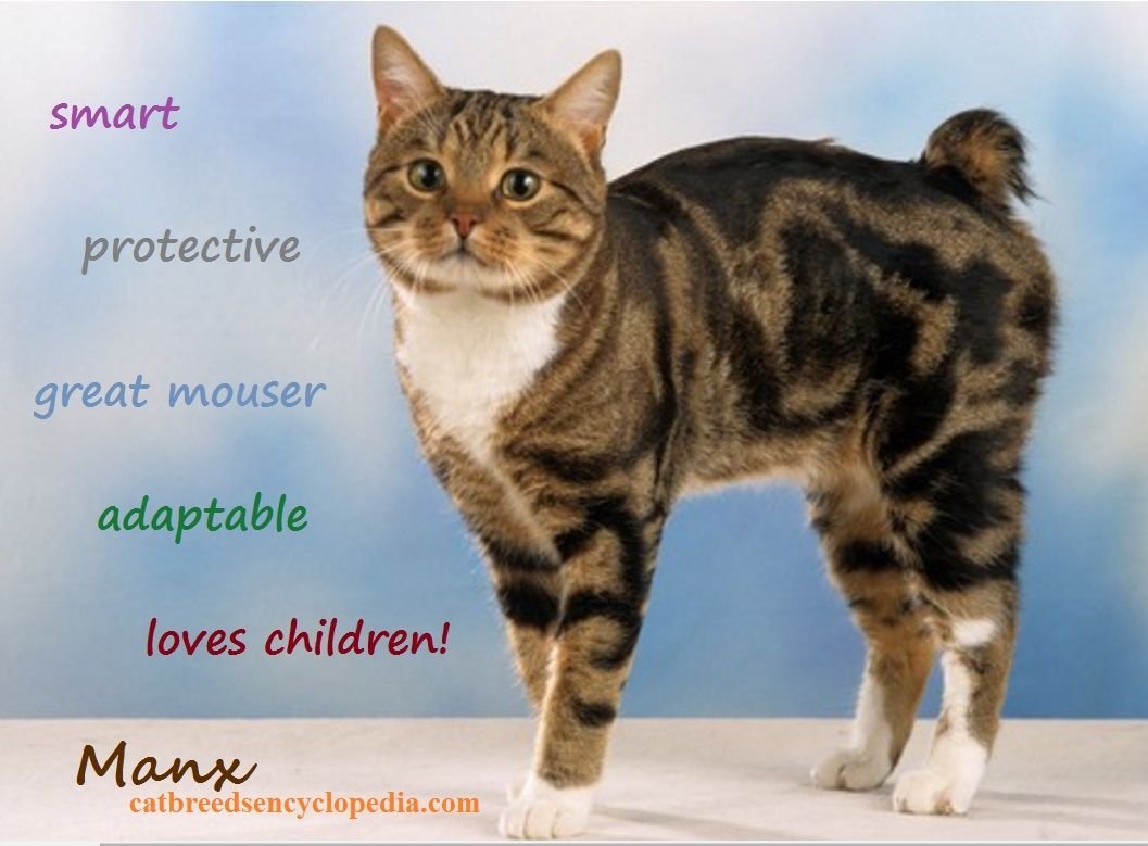 Меконгский бобтейл