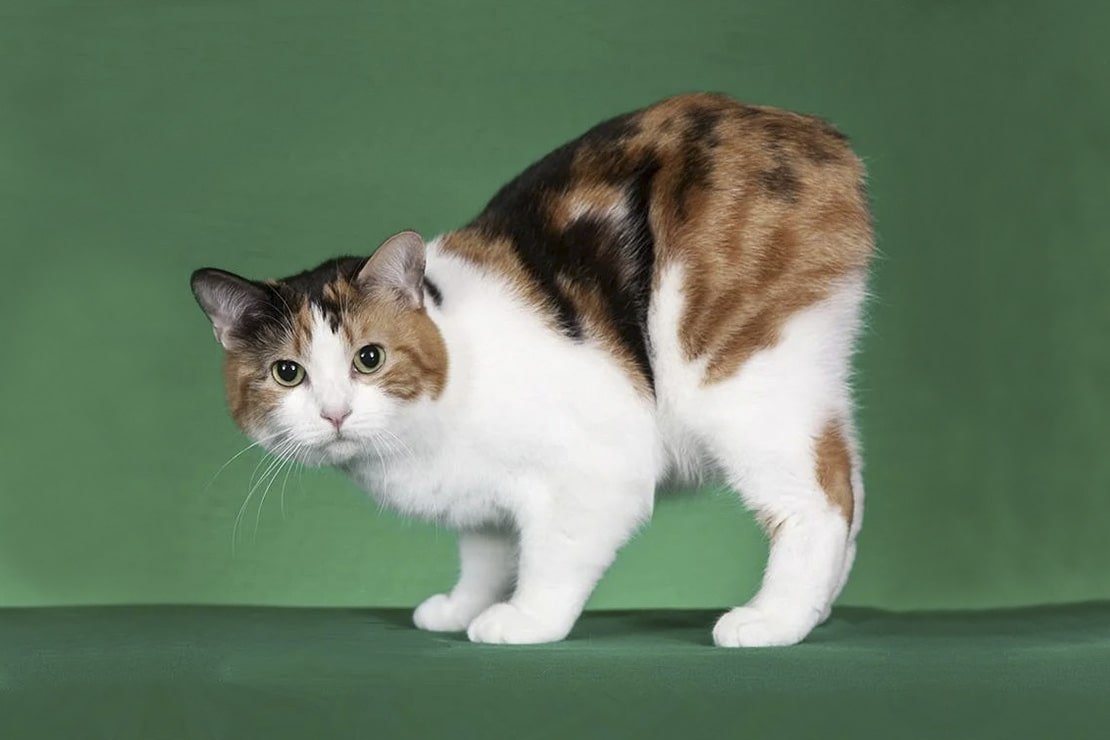 Меконгский бобтейл Блю поинт