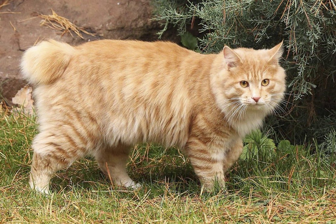 Американский бобтейл кошки