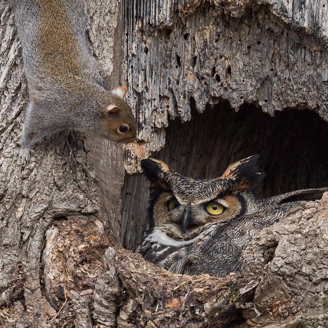 Чудеса природы животные