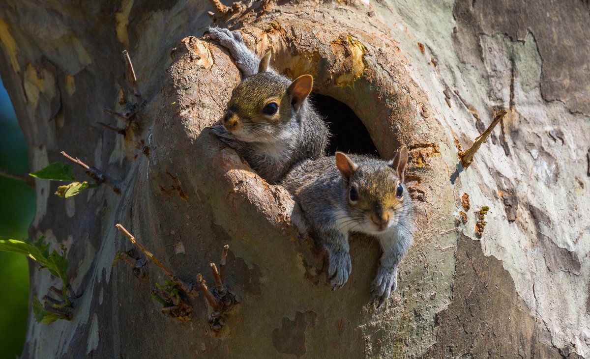 Дупло белки беличье дупло