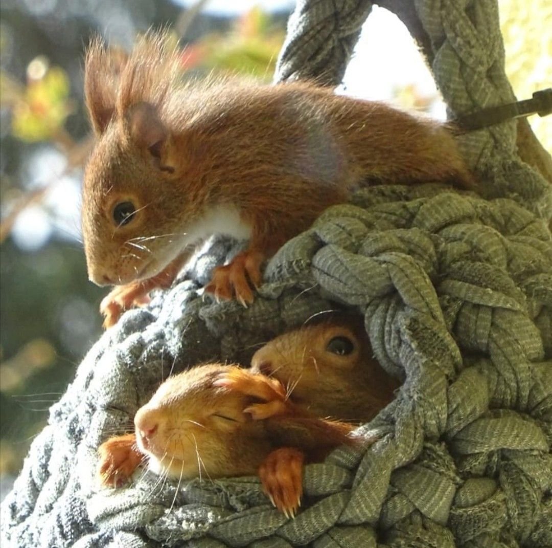 Дупло белки беличье дупло