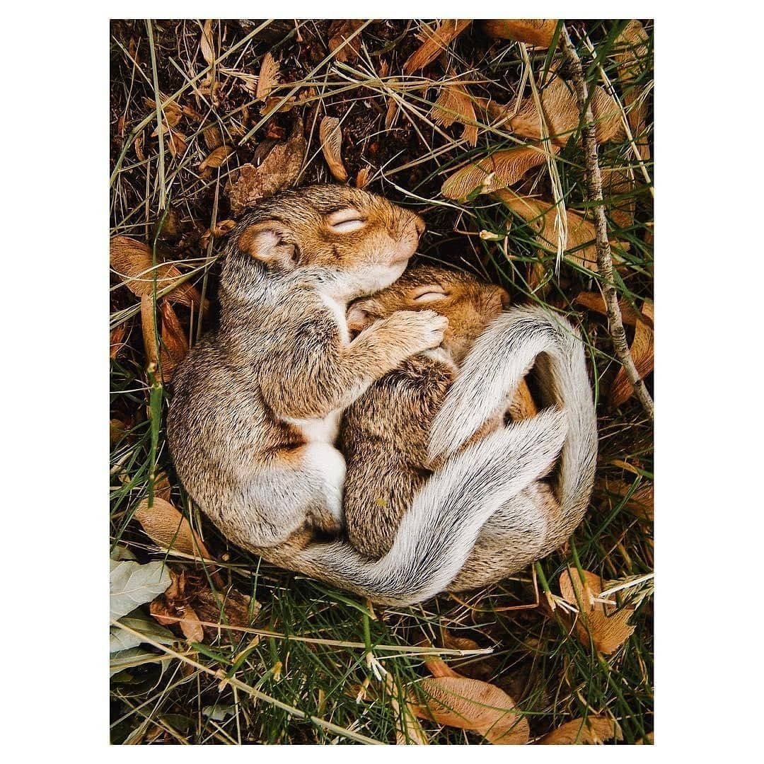 Гнездо белки беличье гнездо