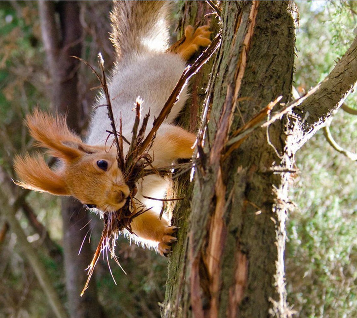 Животные на дереве
