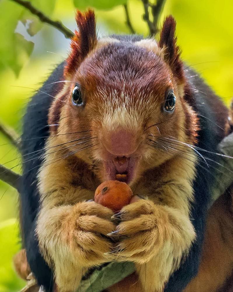 Орешки для белки