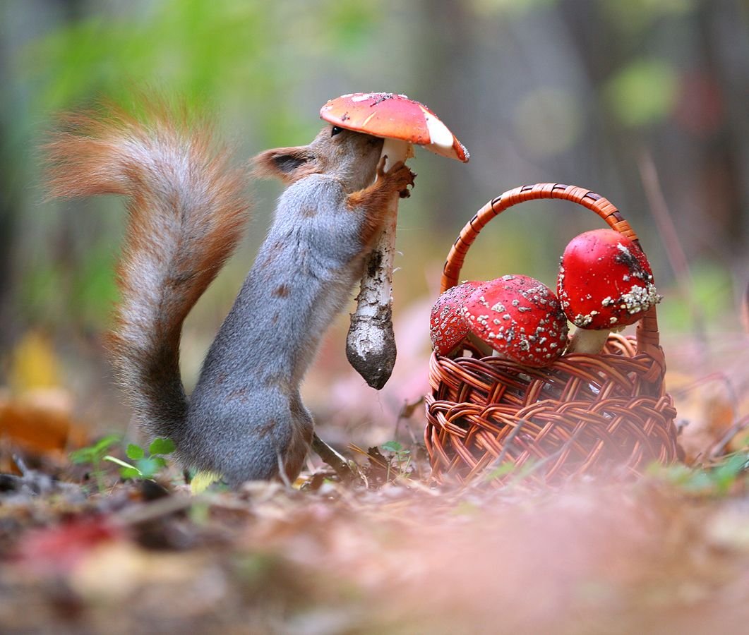Белка с бельчатами в дупле
