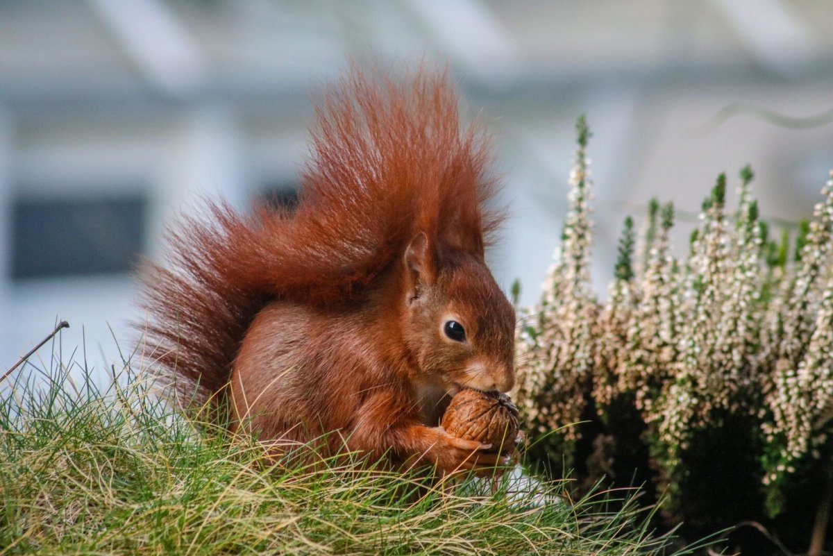 Слепой Бельчонок