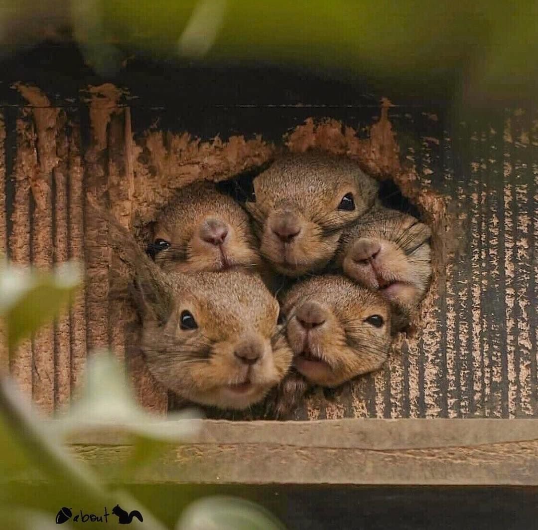 Белка в субтропиках