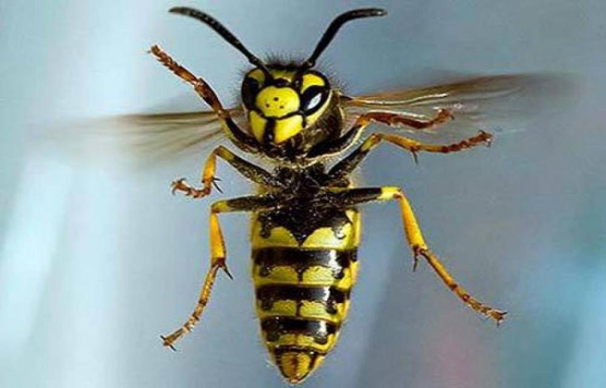 Шершень в полете