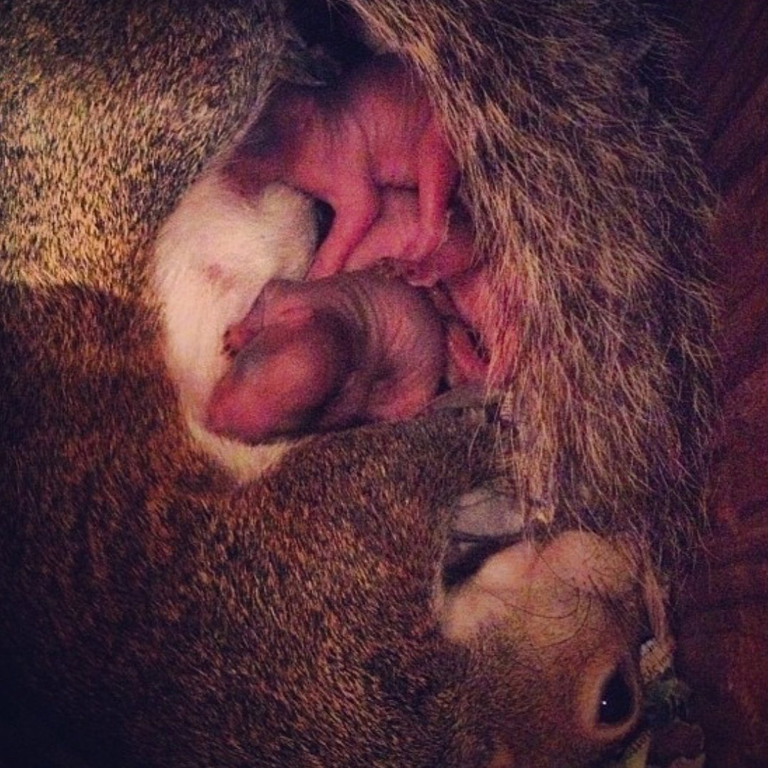 Белка Гайно