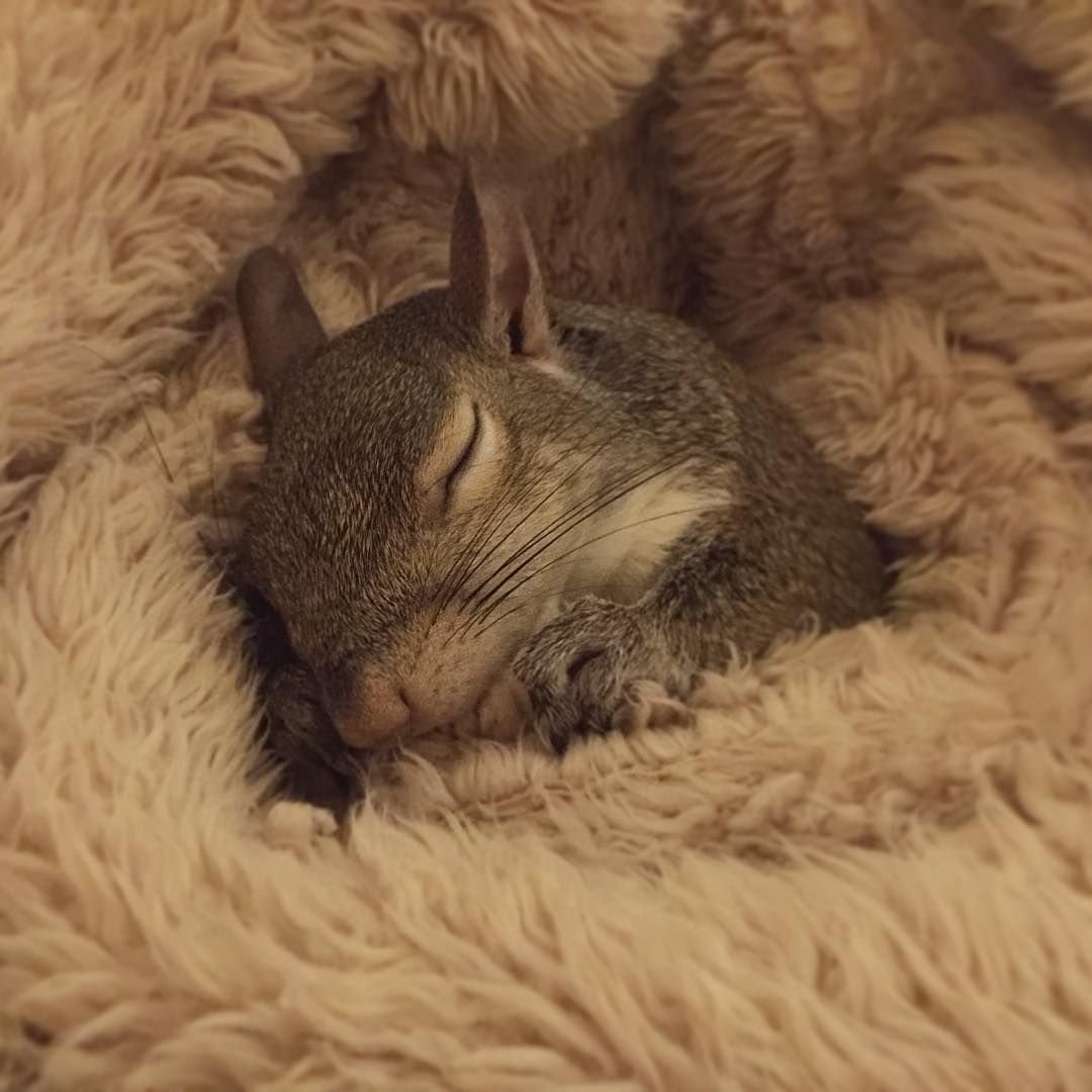 Белка в гнезде