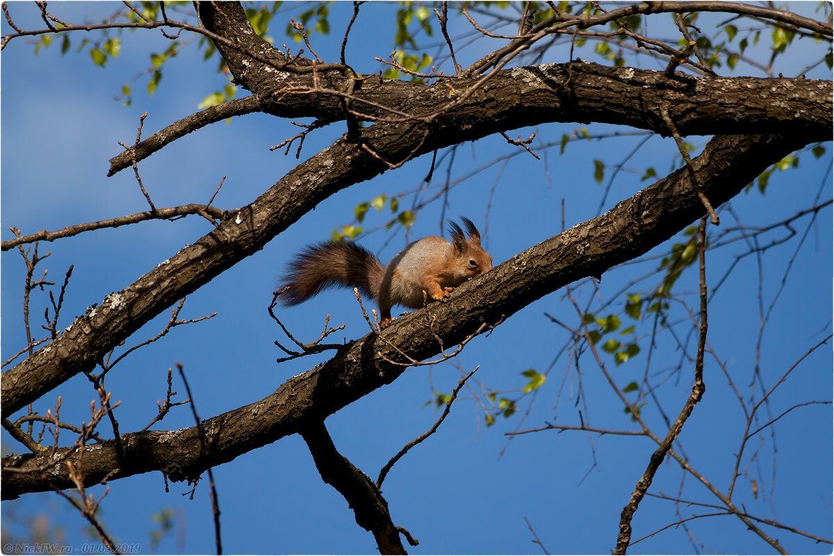 Белки бельчатник