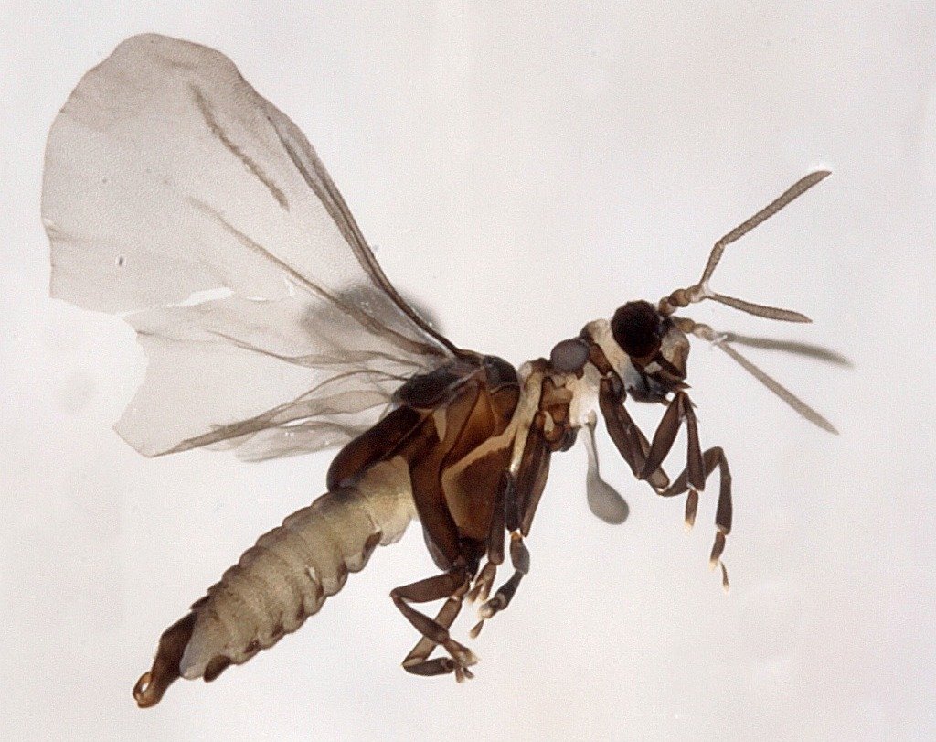 Веерокрылые паразиты