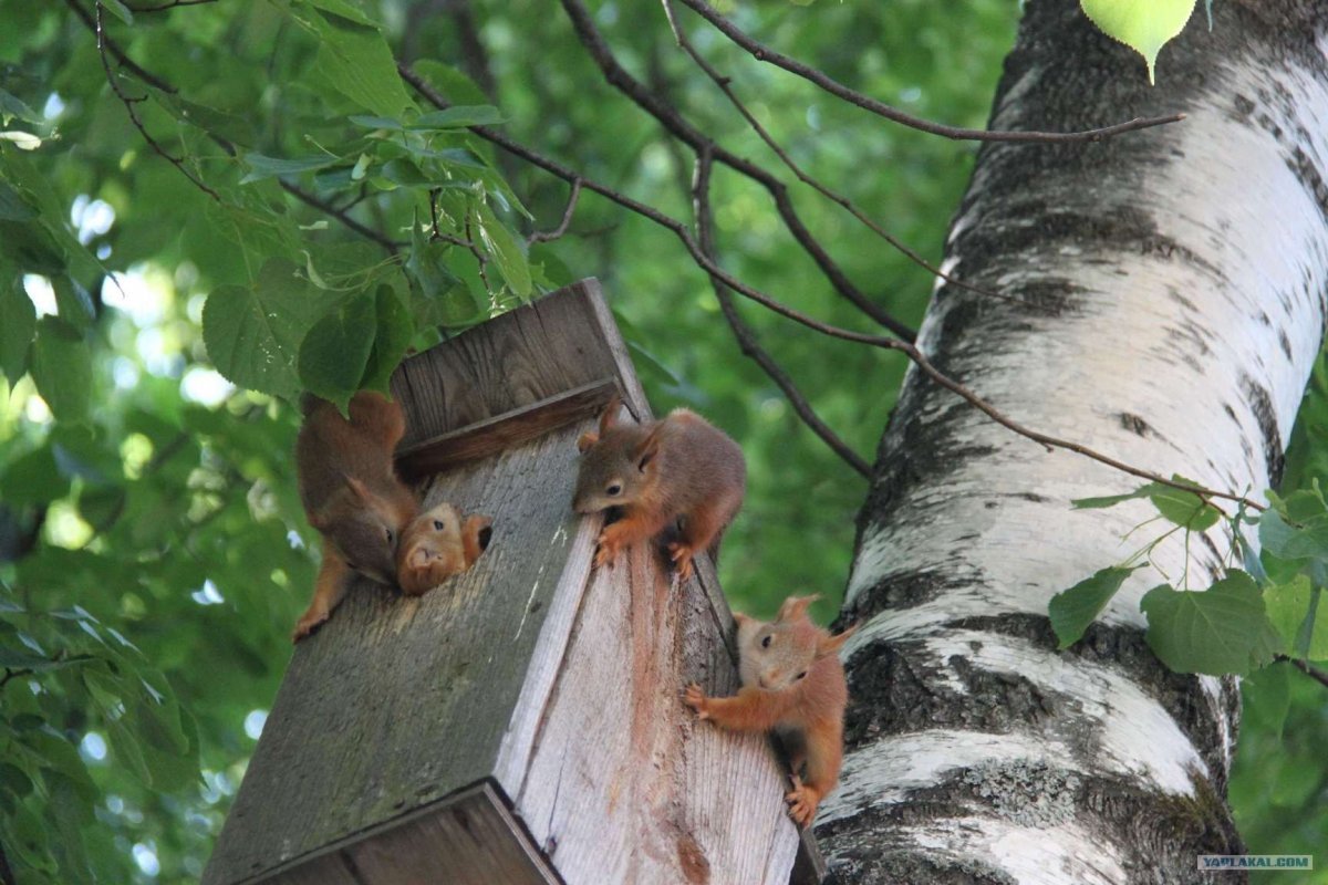 Белка с орешками